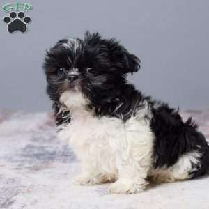 River, Shih Tzu Puppy